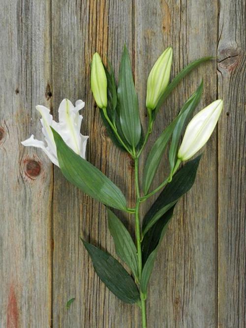 CASABLANCA WHITE ORIENTAL LILIES